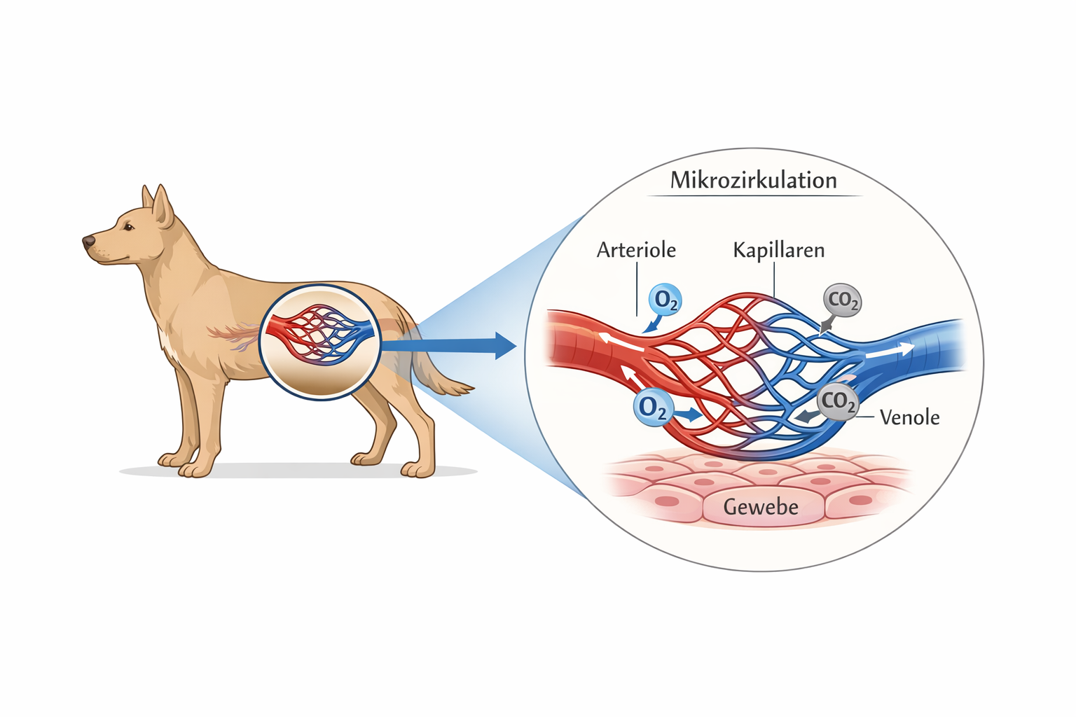 Mikrozirkulation beim Hund &ndash; Lehrgrafik